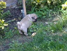 Masse's Pudgy Pugs
